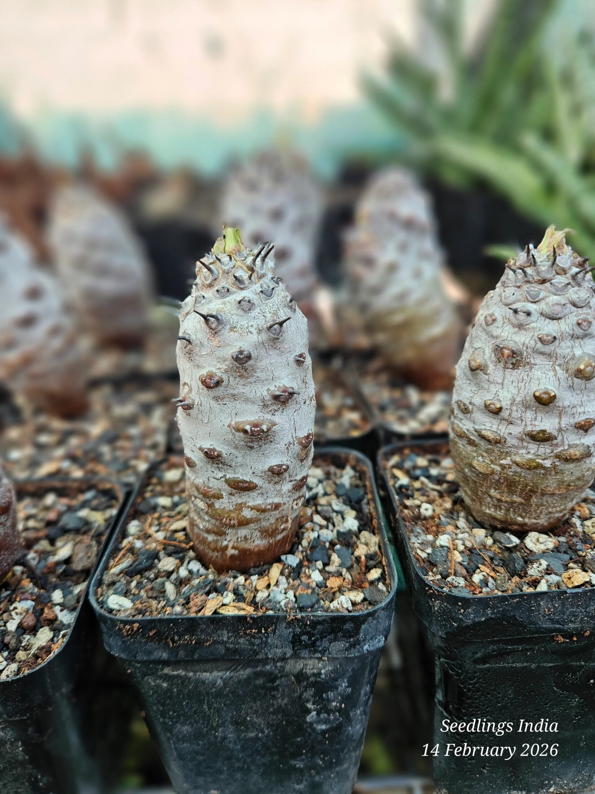 Rare succulent with spiky texture, potted in gravel, ideal for collectors and exotic plant enthusiasts.