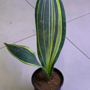Variegated snake plant with green and yellow stripes in a black pot, ideal for indoor collectors.