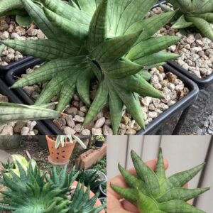 Sansevieria Moose