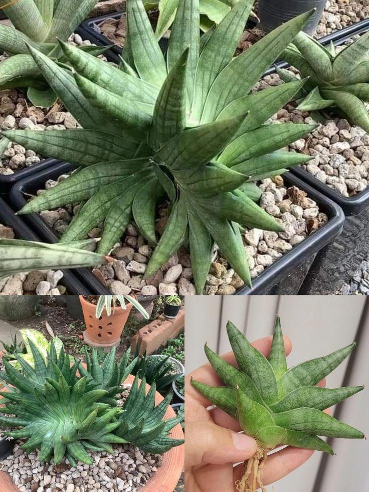 Variegated succulent plant with spiky green leaves in pots and hand-held view