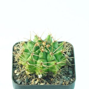 Green cactus with sharp spines in a black pot, ideal for succulent collectors