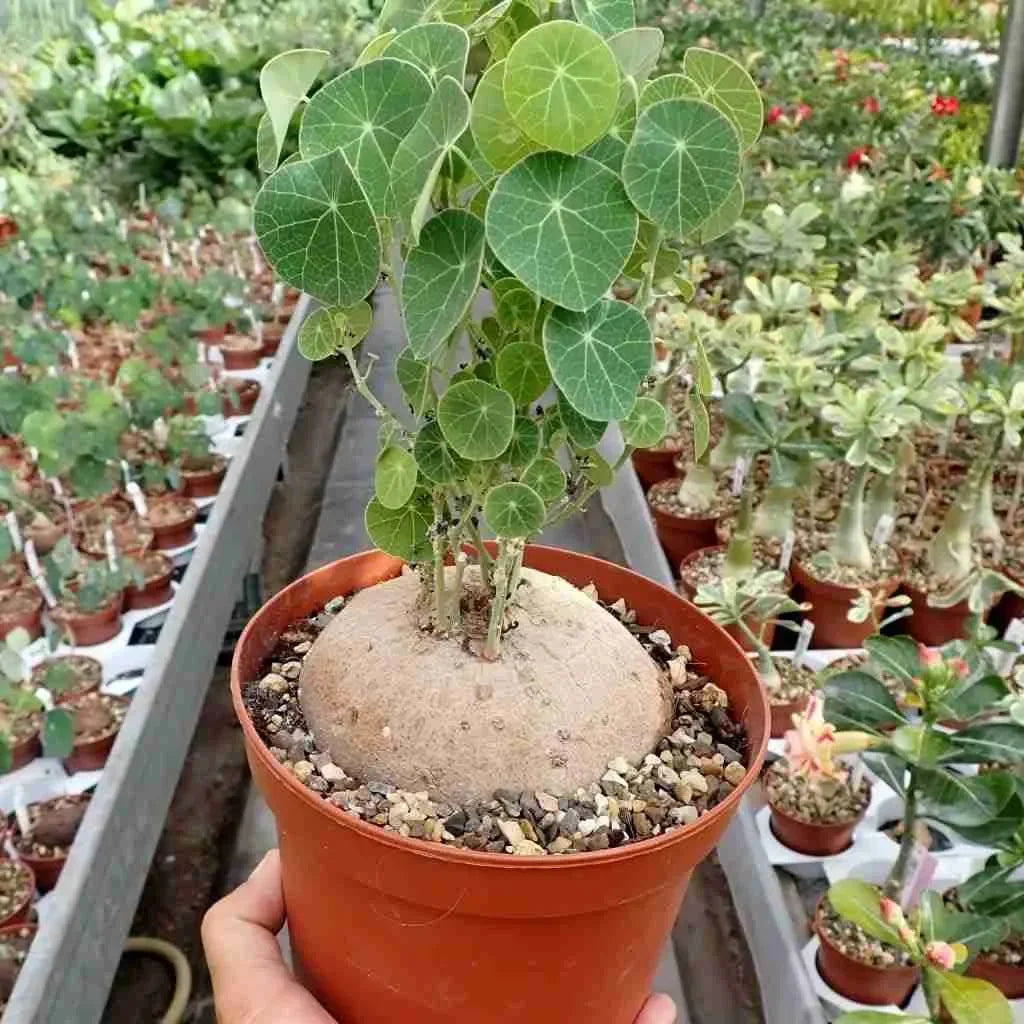 Rare succulent with round leaves and caudex, potted in terracotta, ideal for collectors