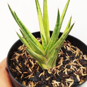 Variegated snake plant with green and yellow striped leaves in a black pot, ideal for collectors