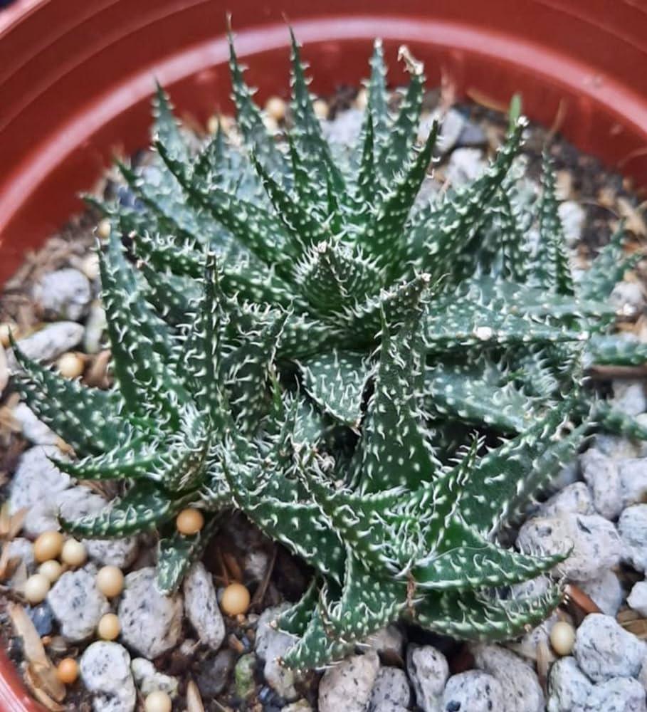 Variegated succulent with spiky green leaves in a red pot, ideal for collectors