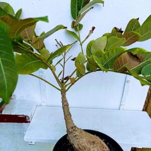 Phyllanthus Mirabilis
