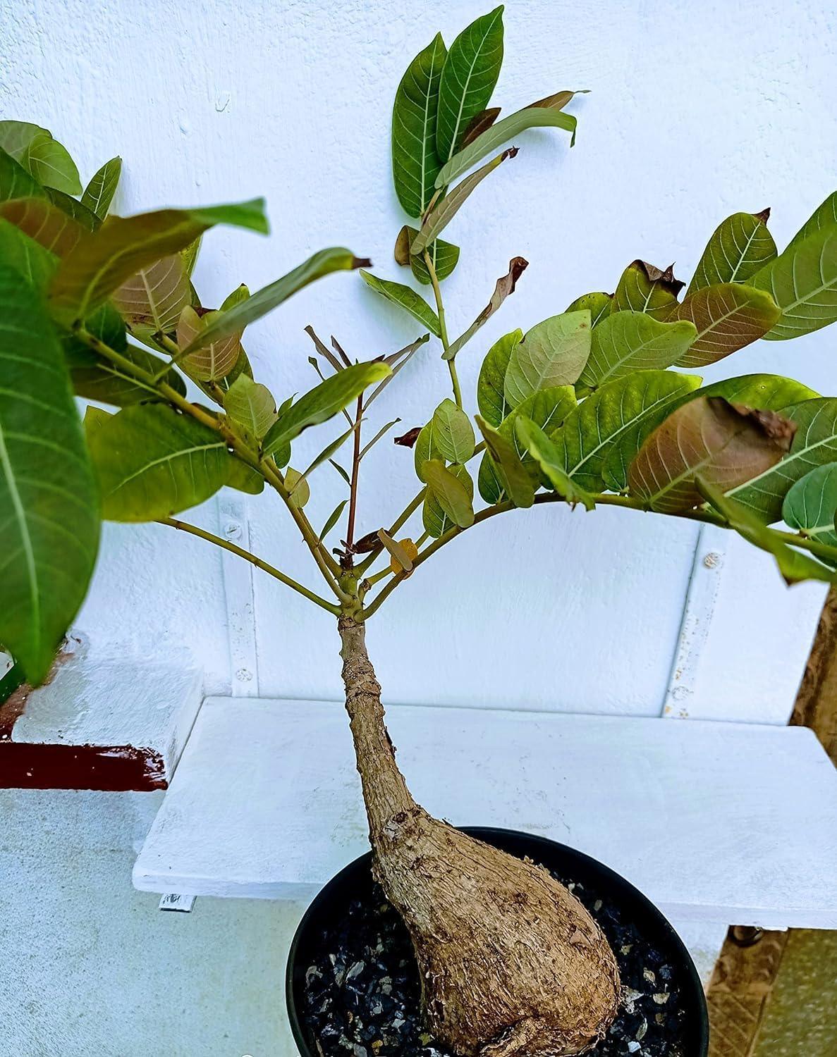 Phyllanthus Mirabilis