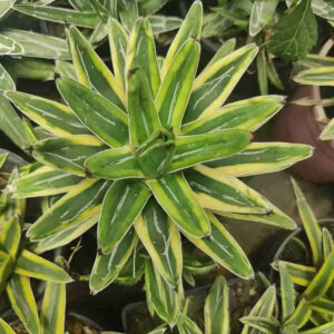 Variegated agave with green and yellow striped leaves, ideal for collector plants