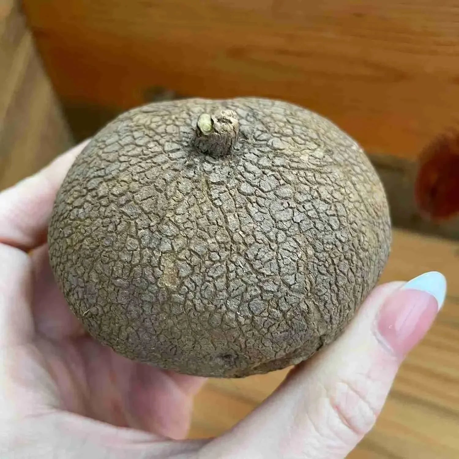 Rare succulent seedling with textured, cracked surface held in hand
