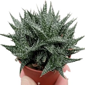 Variegated succulent plant with spiky green leaves in a terracotta pot, ideal for collectors.