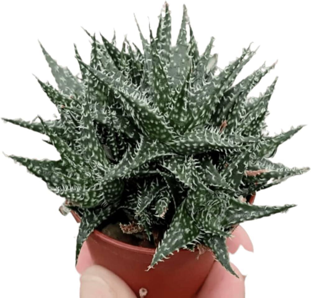 Variegated succulent plant with spiky green leaves in a terracotta pot, ideal for collectors.