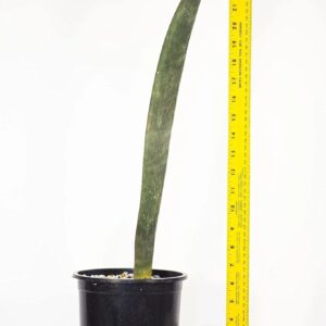 Tall green succulent leaf in black pot with yellow measuring tape beside it