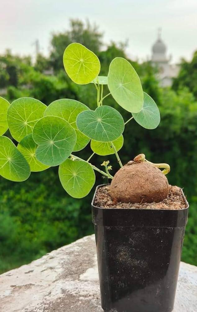 Rare succulent plant with round green leaves and bulbous base in black pot, ideal for collectors.