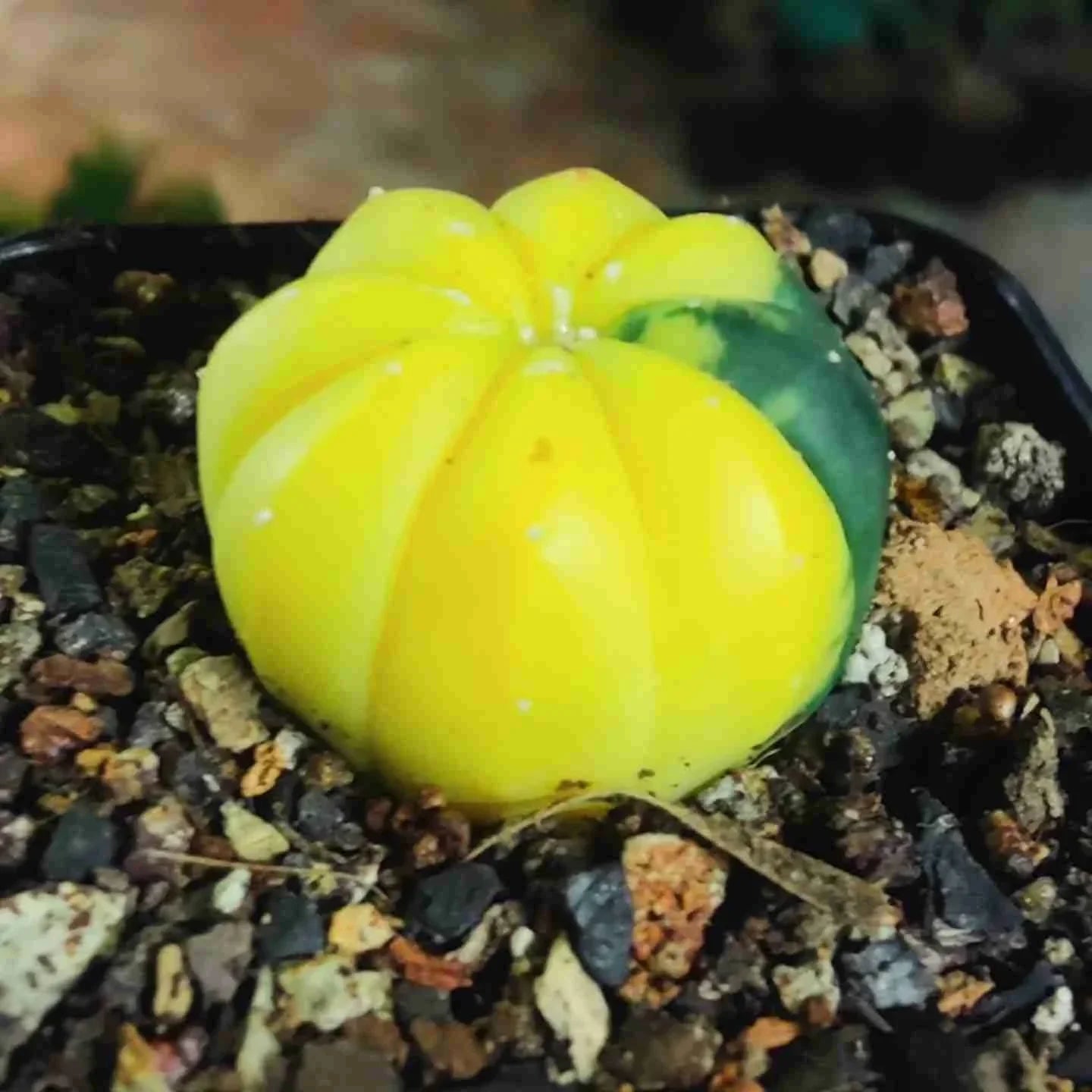 Vibrant yellow and green variegated succulent in rocky soil, ideal for collectors.