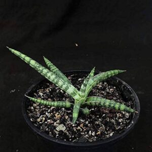 Variegated succulent plant with green striped leaves in a black pot, ideal for collectors.