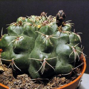 Green cactus with spines in terracotta pot, ideal for succulent collectors