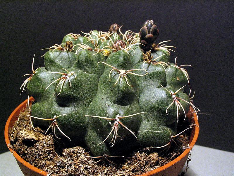 Green cactus with spines in terracotta pot, ideal for succulent collectors