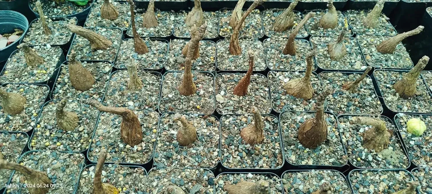 Phyllanthus Mirabilis