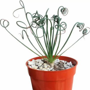 Curly leaf succulent in red pot, rare exotic plant for collectors