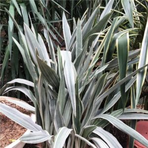 Variegated succulent plant with striking green and white striped leaves, ideal for collectors.
