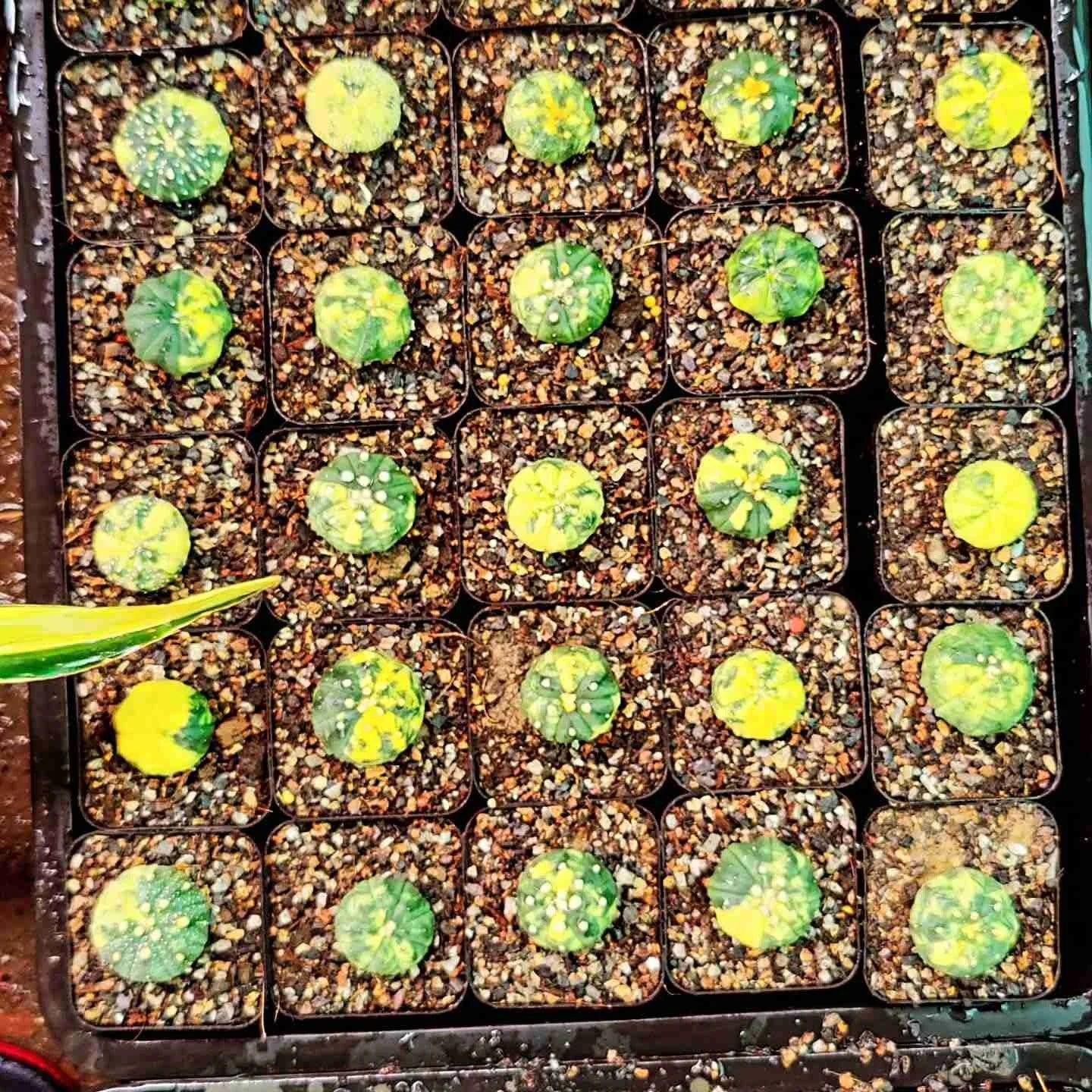 Variegated succulents in small pots, perfect for collectors and exotic plant enthusiasts.