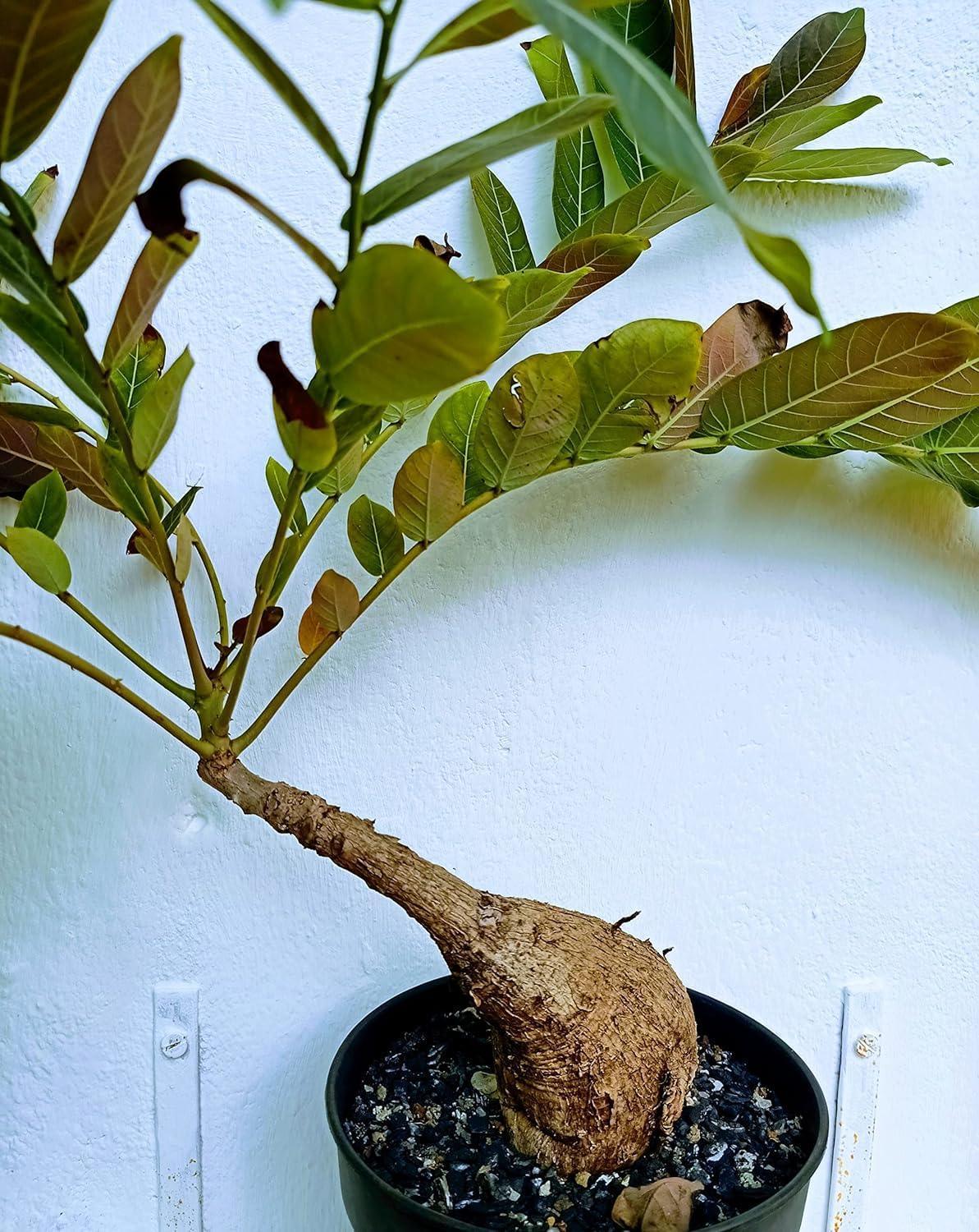 Phyllanthus Mirabilis