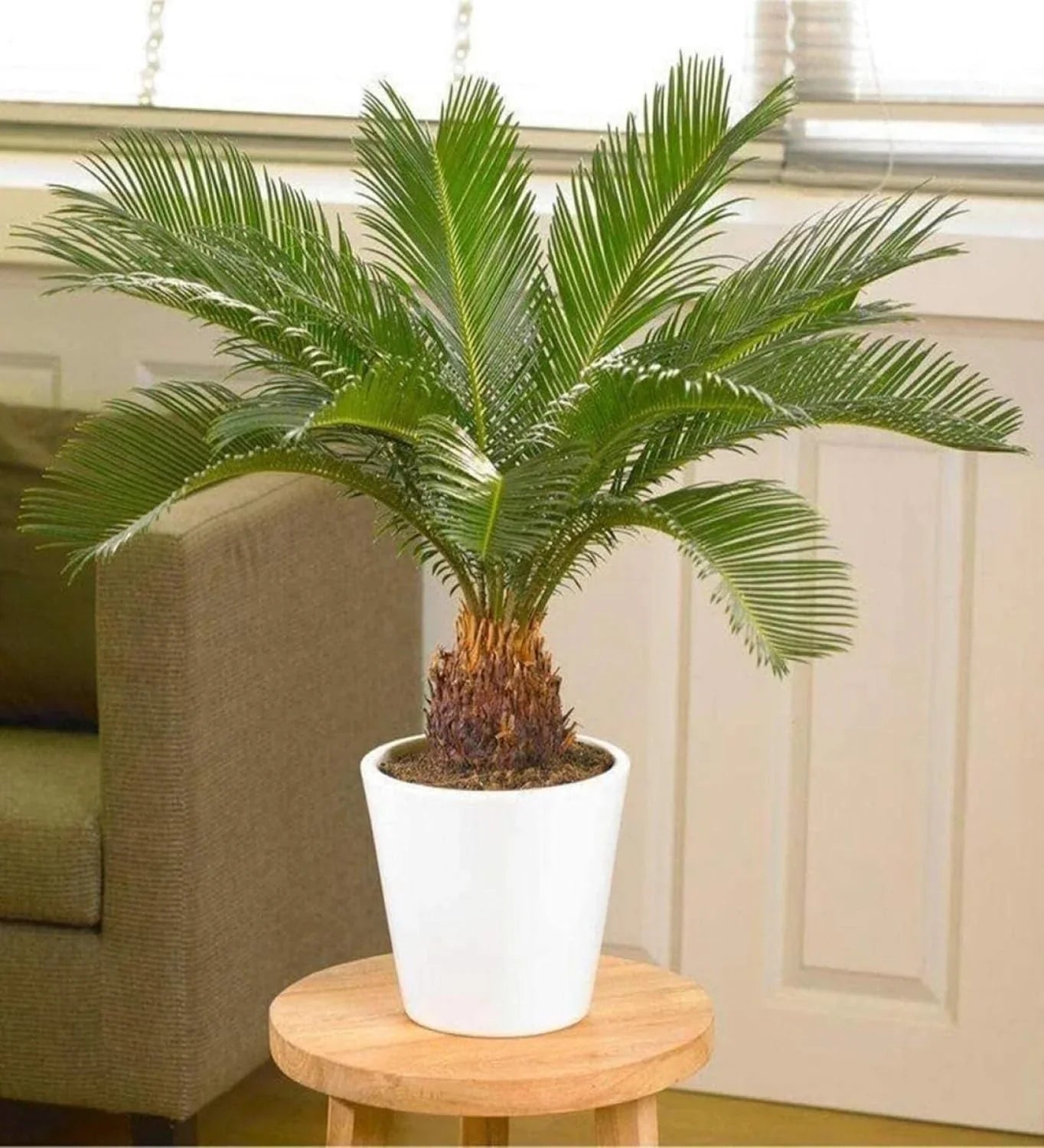 Potted cycad plant with lush green fronds in a white pot, ideal for indoor decor and plant collectors.