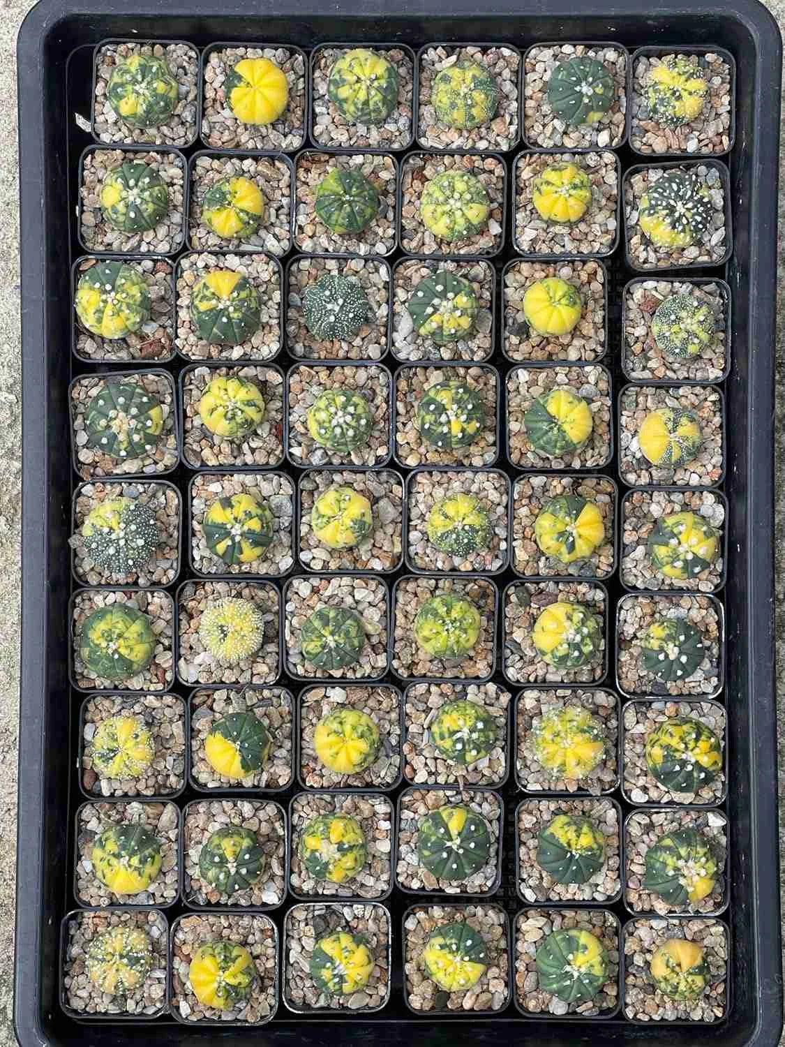 Variegated succulents in small pots, perfect for collectors and exotic plant enthusiasts.
