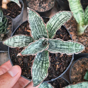 Variegated succulent with striped green leaves and red edges in a pot