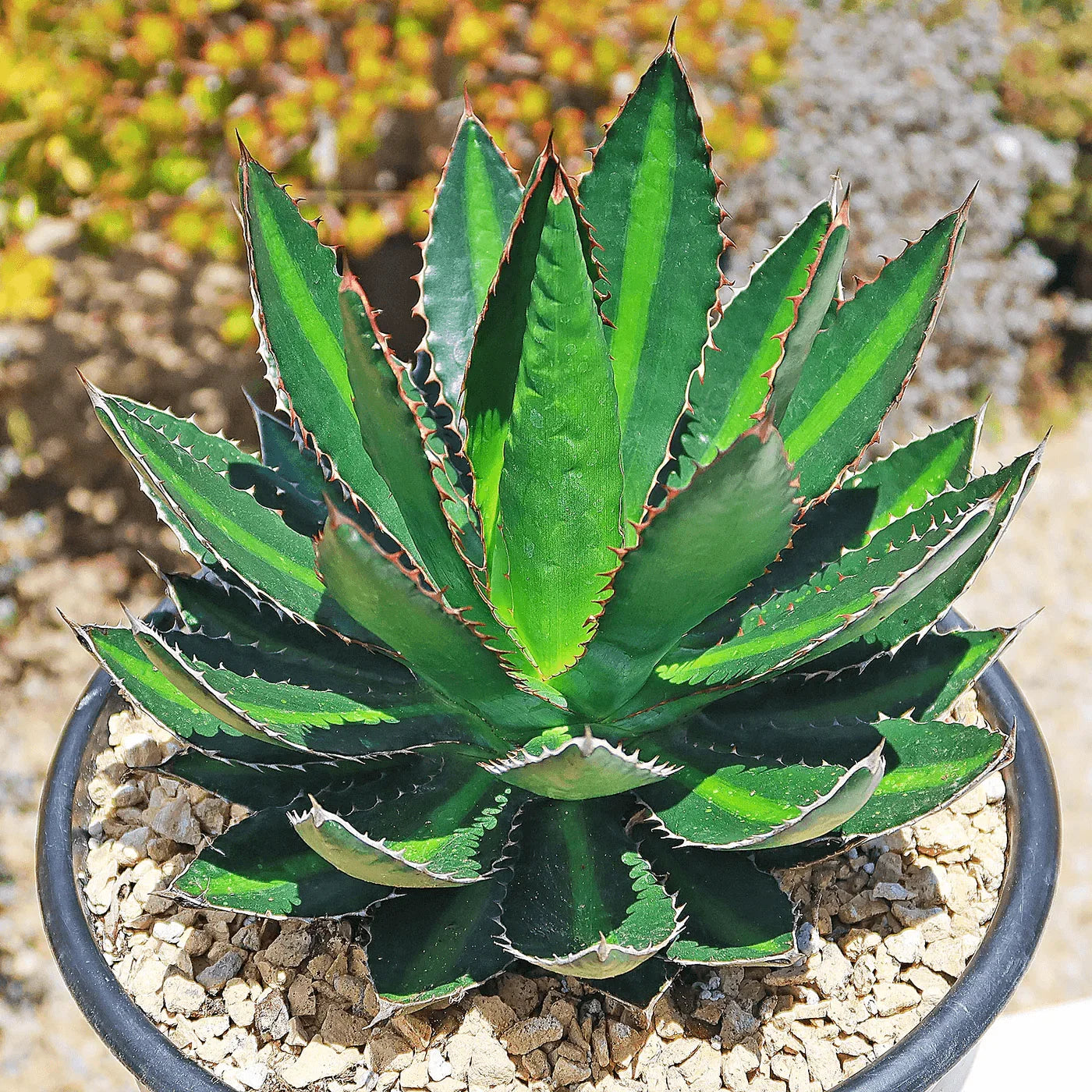 Variegated agave succulent with spiky green leaves in a pot, ideal for collectors.