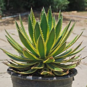 Variegated agave plant with green and yellow leaves in a black pot, ideal for collectors.