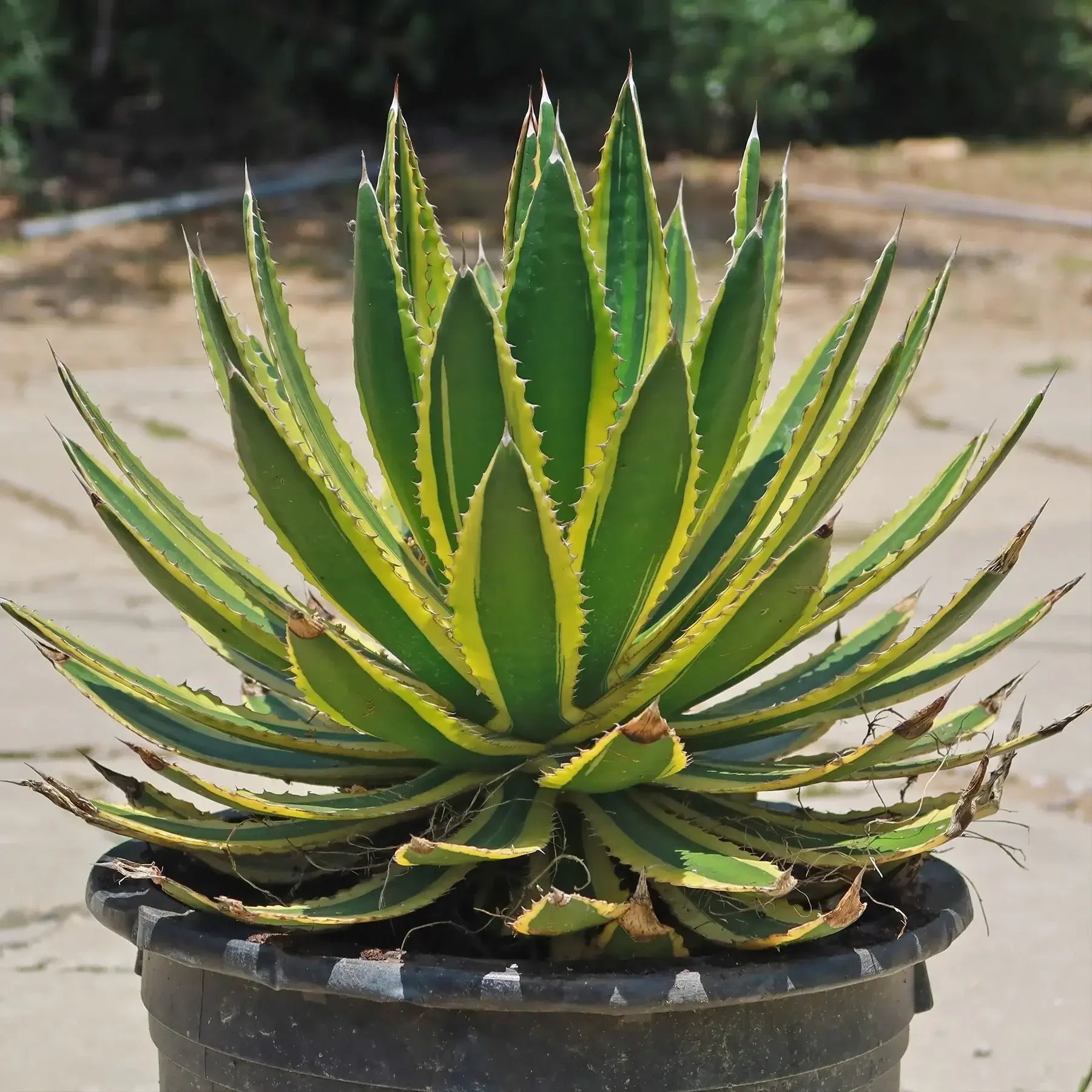Variegated agave plant with green and yellow leaves in a black pot, ideal for collectors.
