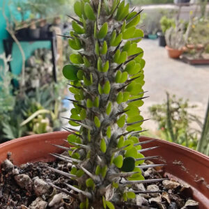 Spiky succulent plant with green leaves in terracotta pot, ideal for collectors