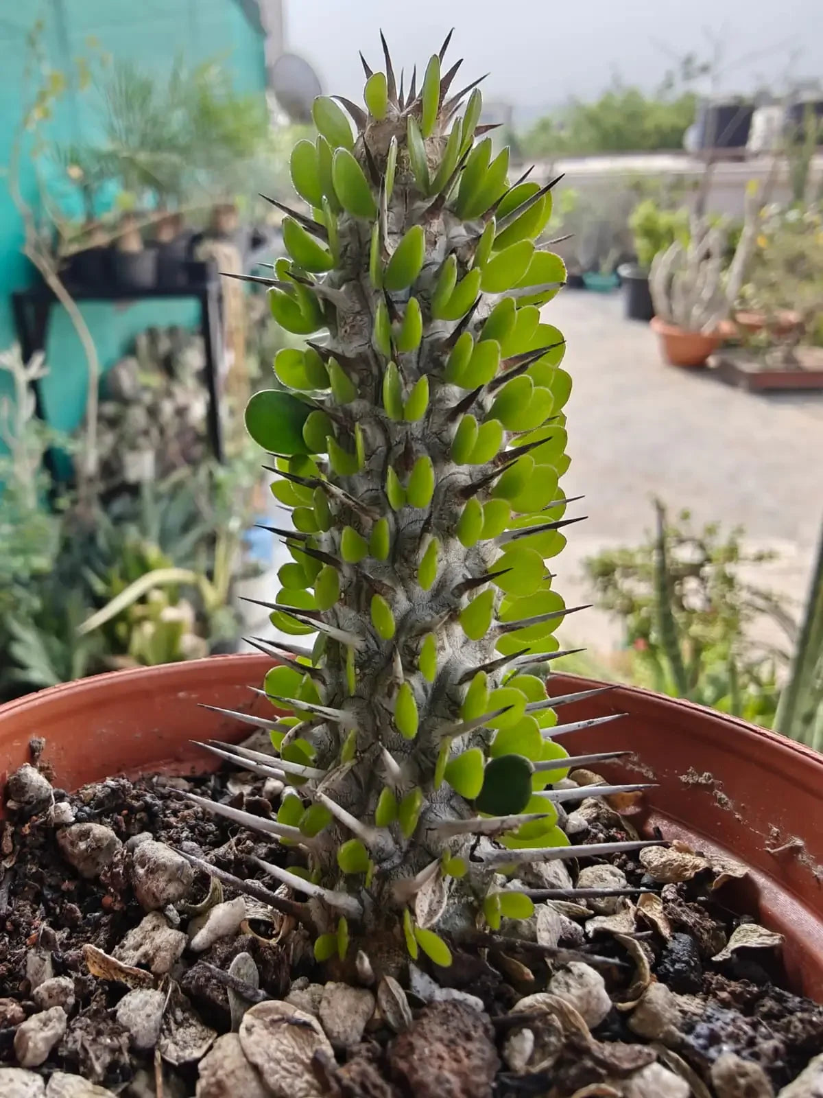Spiky succulent plant with green leaves in terracotta pot, ideal for collectors