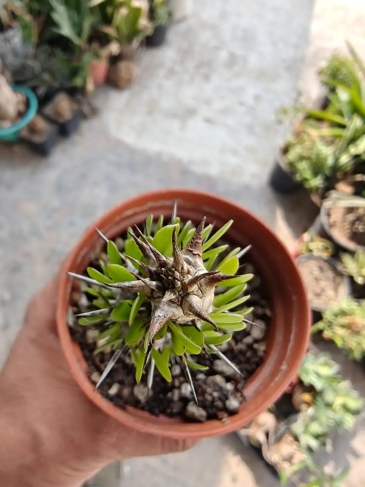 Rare succulent plant with spiky leaves in terracotta pot, ideal for collectors