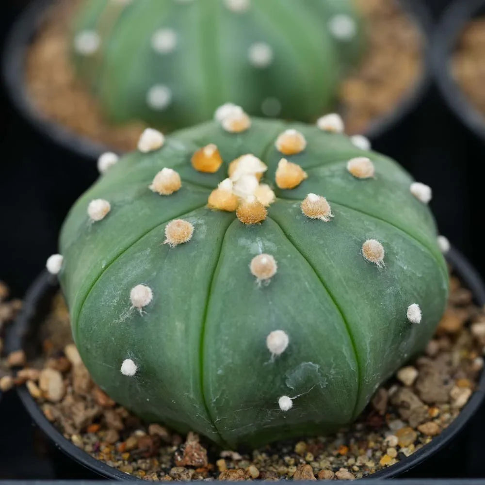 Green succulent cactus with white and orange areoles in a pot, ideal for plant collectors