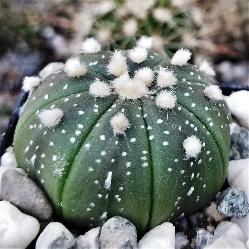 Green succulent with white fuzzy tufts and spots, nestled in pebbles