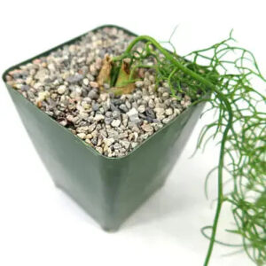 Variegated succulent plant in green pot with gravel, ideal for collectors