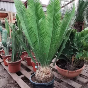 Mexican Cycad Dioon Edule