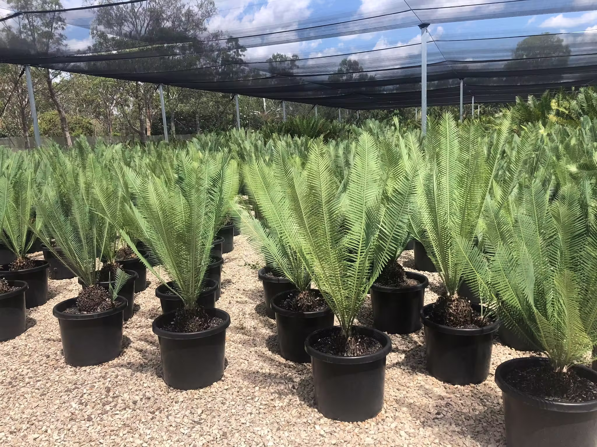 Mexican Cycad Dioon Edule Mexican Cycad Dioon Edule