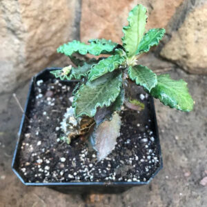 Euphorbia Decaryii