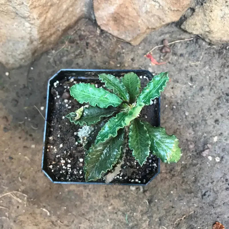 Variegated succulent plant in black pot with wavy green leaves, ideal for collectors