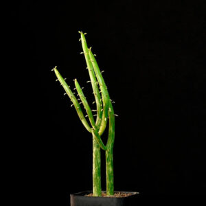 Variegated succulent plant with green stems and small leaves in black pot against dark background