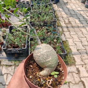 Rare succulent with bulbous base, potted and held in hand, ideal for collectors