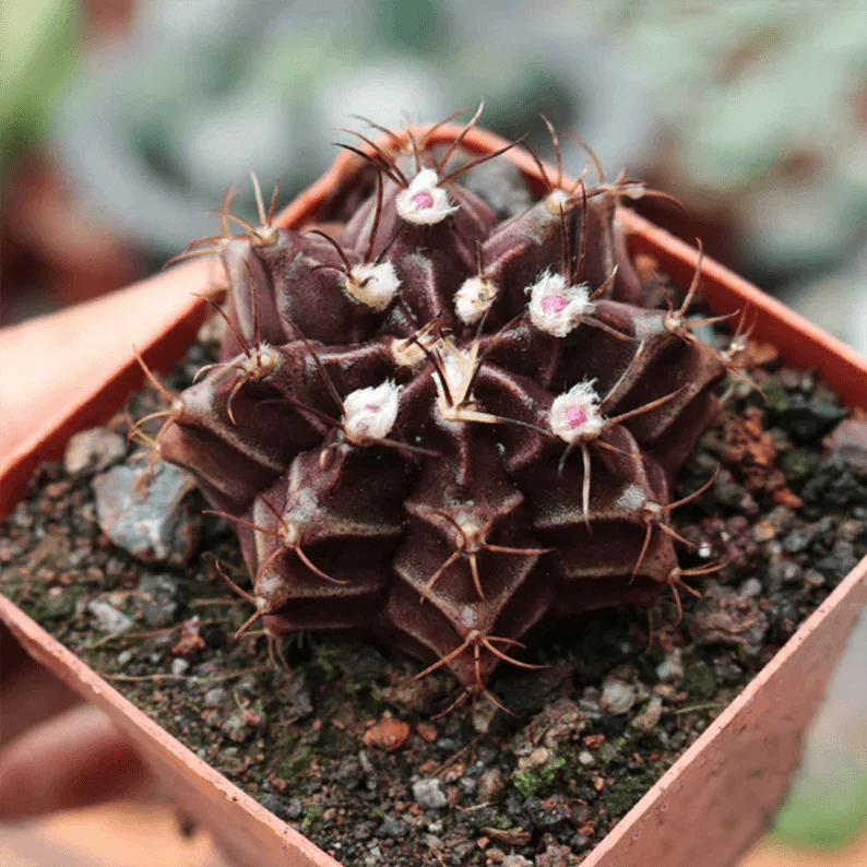 Dark purple cactus with white woolly areoles and spines in terracotta pot