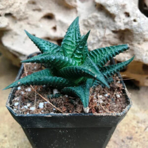Variegated succulent plant in black pot with textured leaves and rocky background