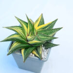 Variegated succulent with green and yellow striped leaves in a gray pot
