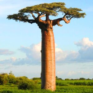 Baobab Adansonia Digitata