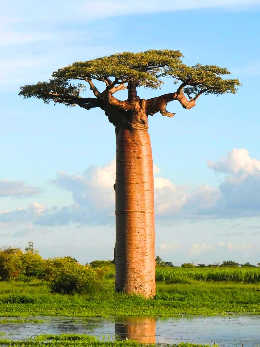 Baobab Adansonia Digitata Baobab Adansonia Digitata