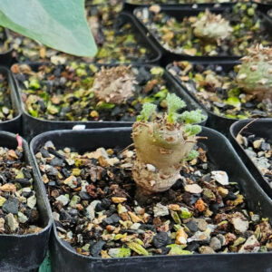 Rare succulent plant with fuzzy green leaves in black pot, ideal for collectors and enthusiasts.