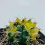 Variegated cactus with green and yellow stripes, sharp spines, potted in gravel for indoor succulent collection.